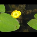 Die Gelbe Teichrose